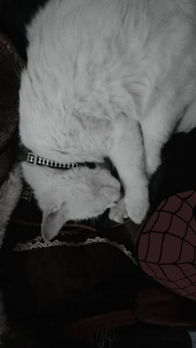 A white cat