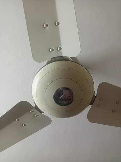Royal Fan