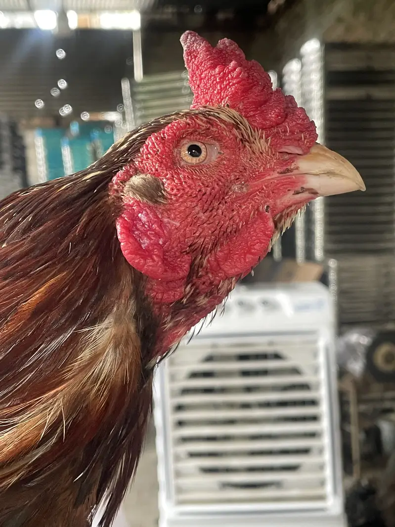 Breeder aseel mia wali — photo 2