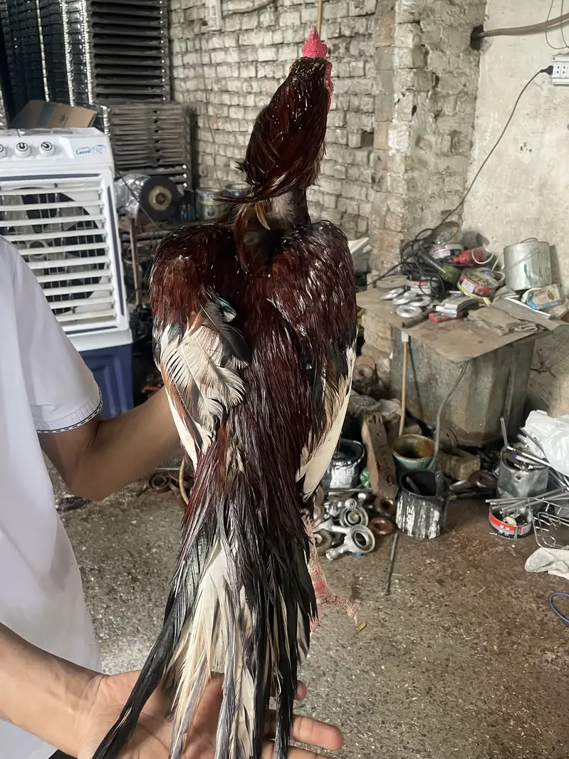 Breeder aseel mia wali — photo 3