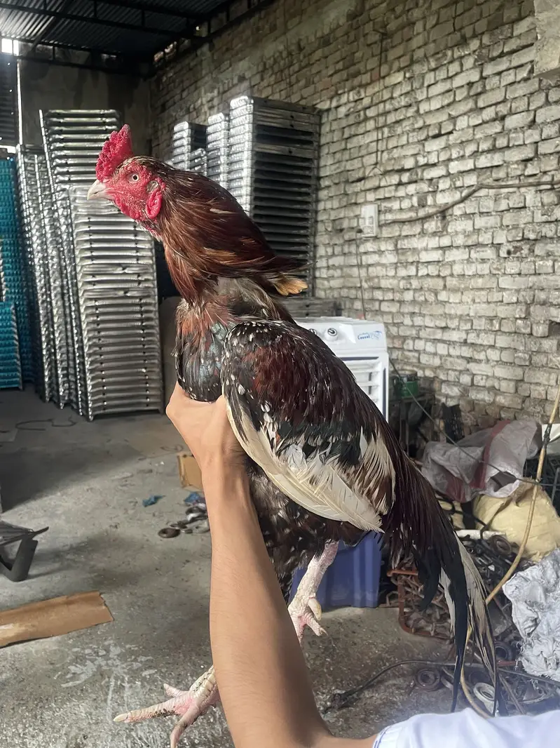 Breeder aseel mia wali — photo 4
