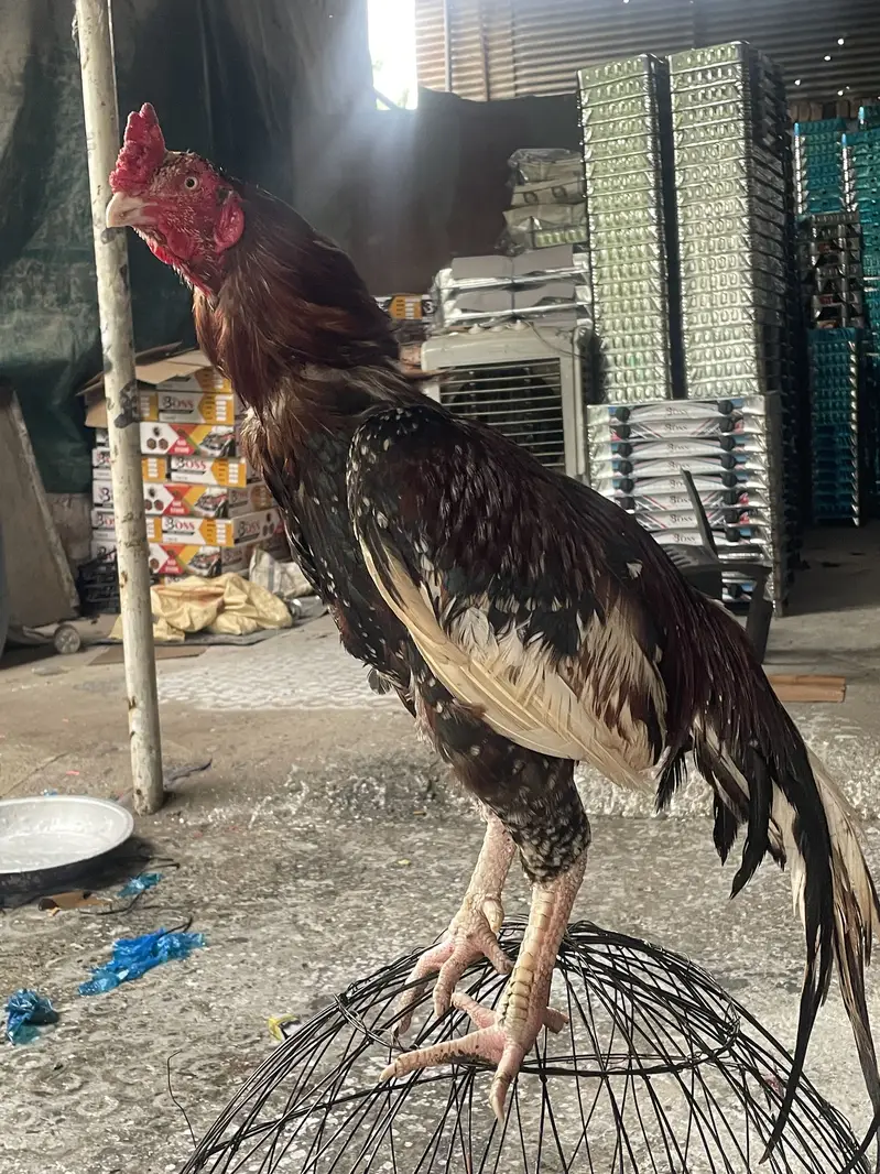 Breeder aseel mia wali — photo 5