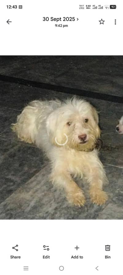 Maltese poodle