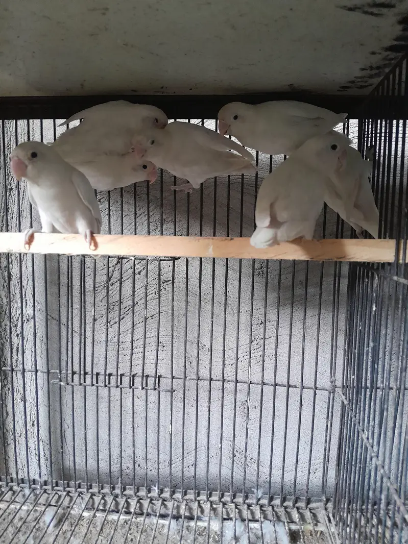 Albino red eye love bird — photo 3
