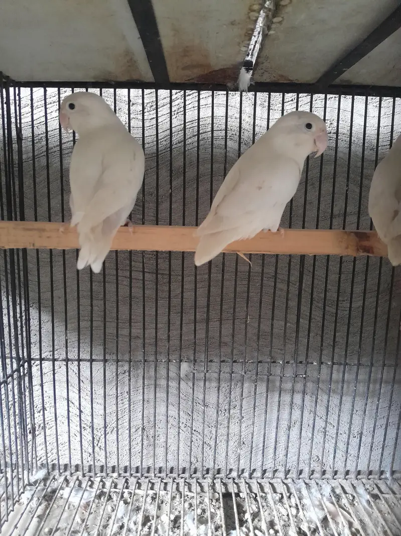 Albino red eye love bird — photo 4