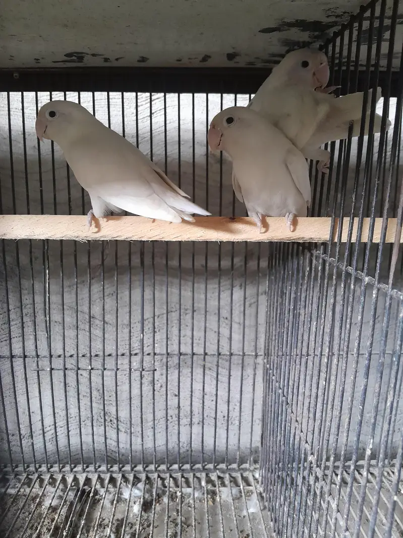 Albino red eye love bird — photo 5