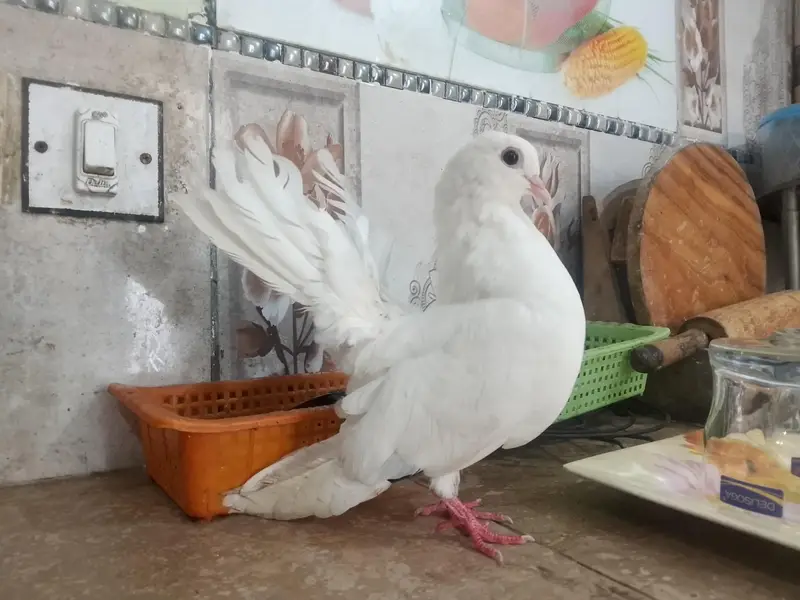 lakee kabootar for sale — photo 3