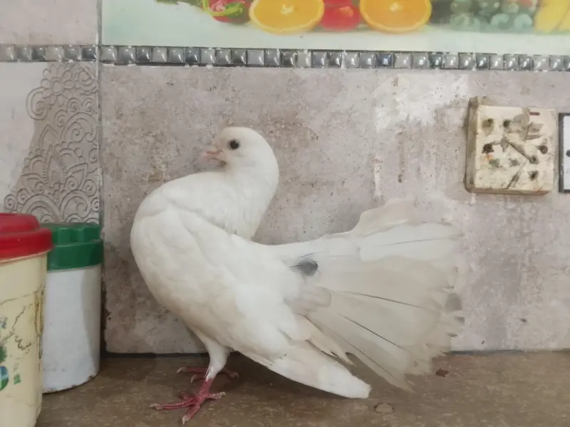 lakee kabootar for sale — photo 4