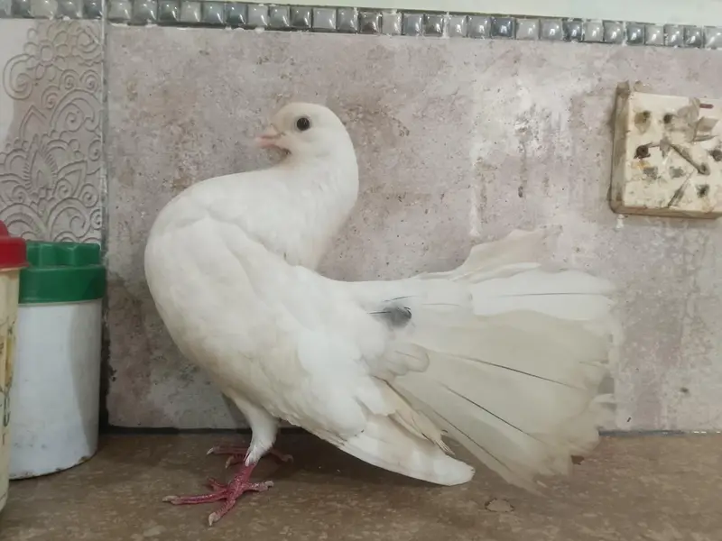 lakee kabootar for sale — photo 5
