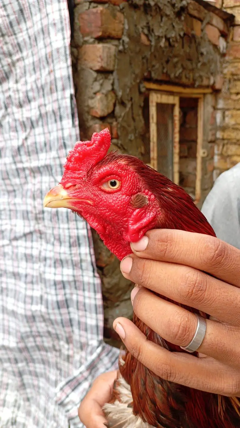 lakha male — photo 2