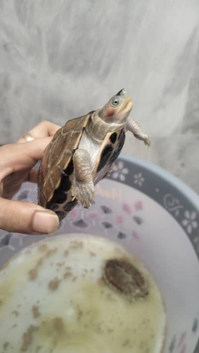turtles male female