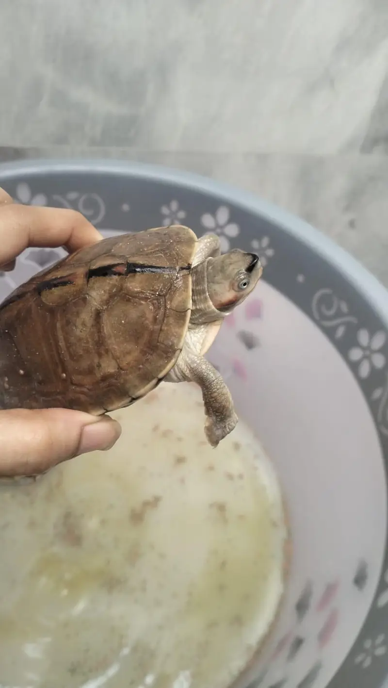 turtles male female — photo 2