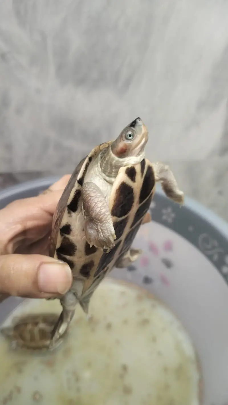 turtles male female — photo 3