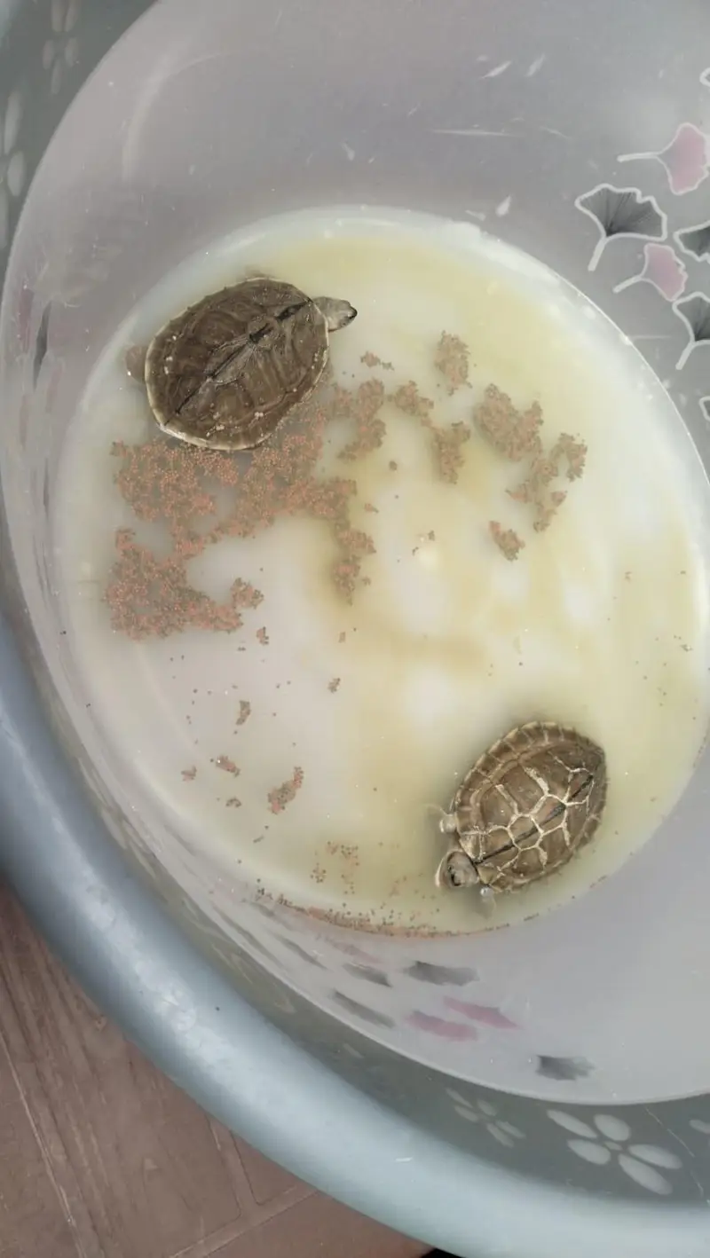 turtles male female — photo 4