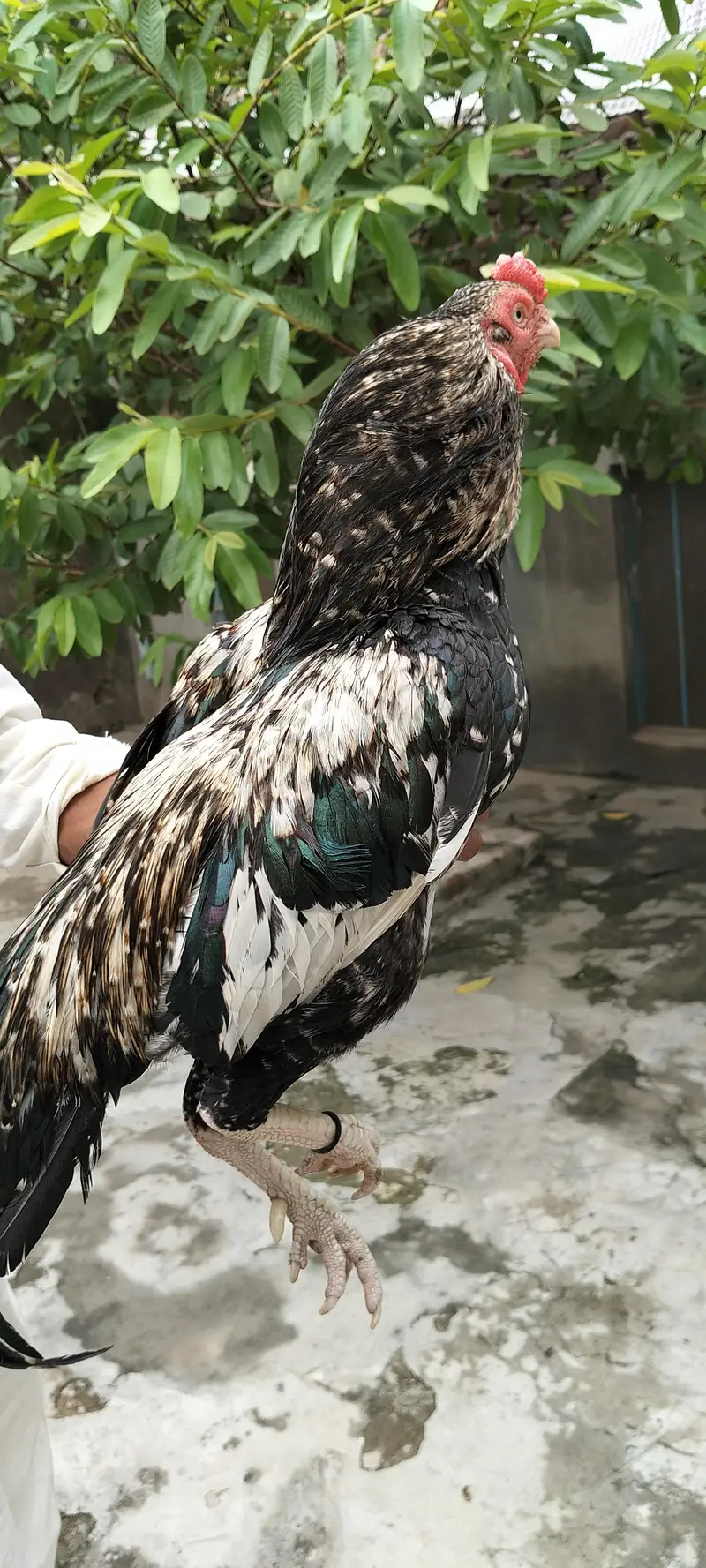 origina Miawale l marathi 03403616452 — photo 2