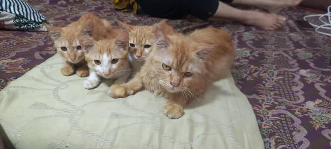 Cats sell