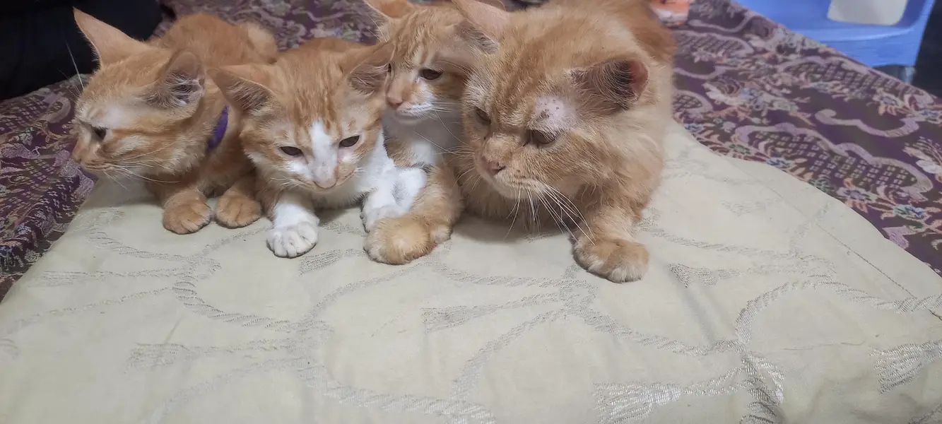 Cats sell — photo 2