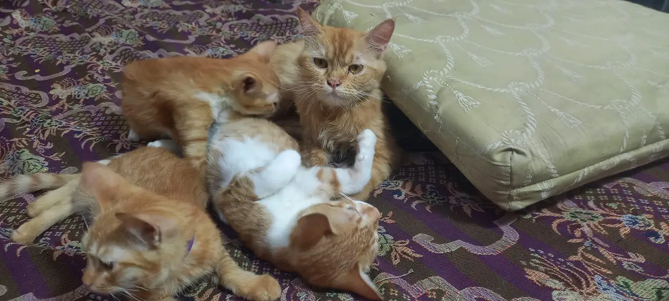 Cats sell — photo 3