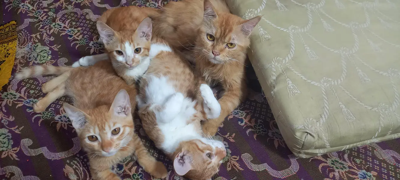 Cats sell — photo 4