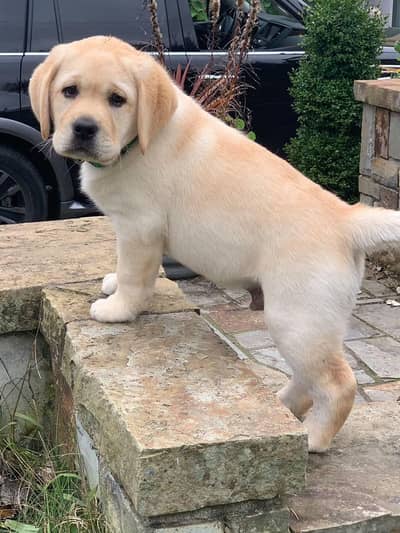 British labrador . german shepherd long coat siberian husky avail
