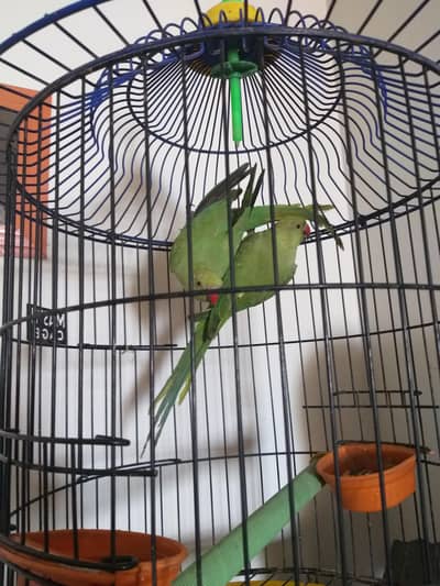 ringneck parrot pir with big cage