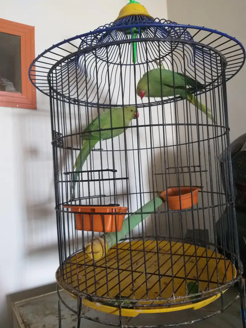 ringneck parrot pir with big cage — photo 2