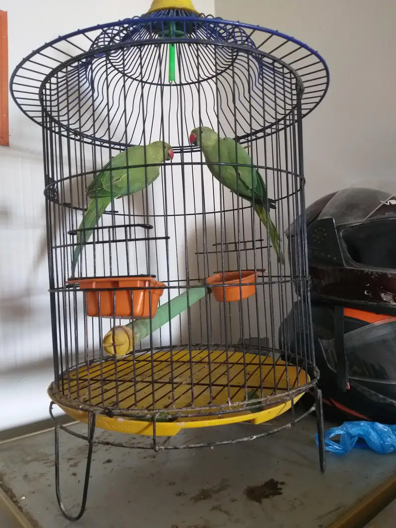 ringneck parrot pir with big cage — photo 3