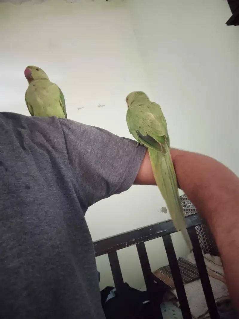 ringneck parrot pir with big cage — photo 4