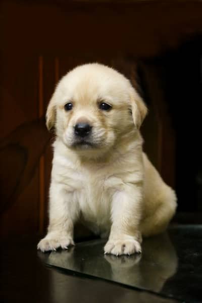labrador pedigree pup imported bloodline 0301 461 5555