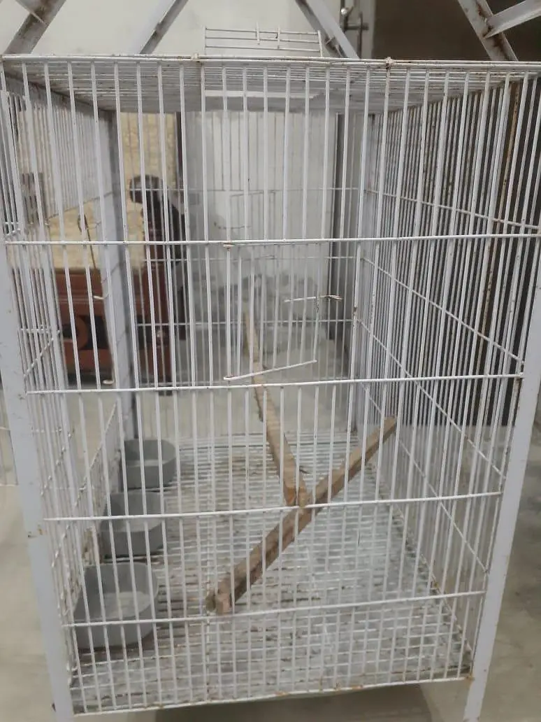 Birds Cage — photo 7
