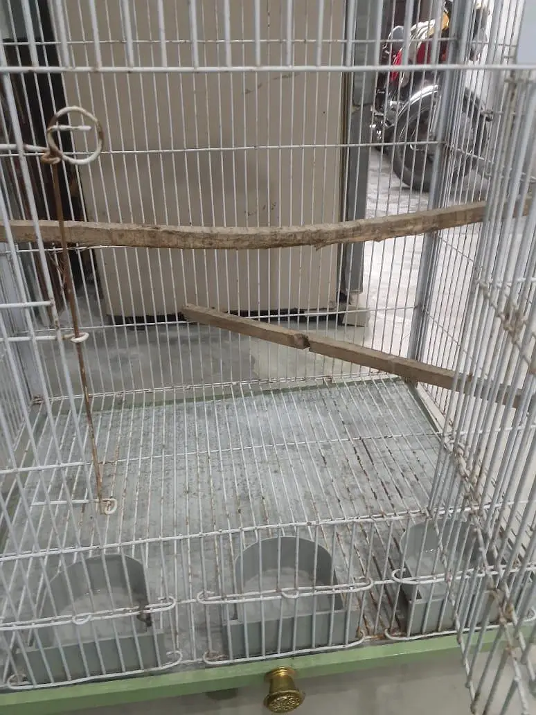Birds Cage — photo 8