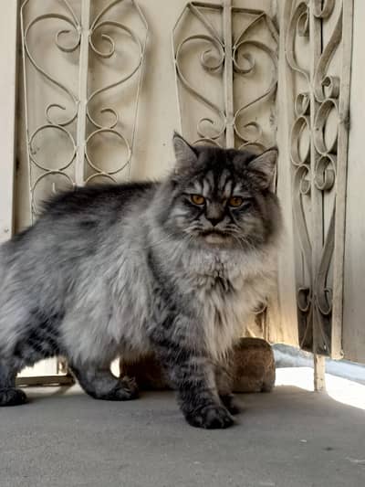 Active & Healthy Persian Male Cats