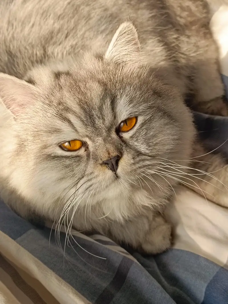 Active & Healthy Persian Male Cats — photo 2