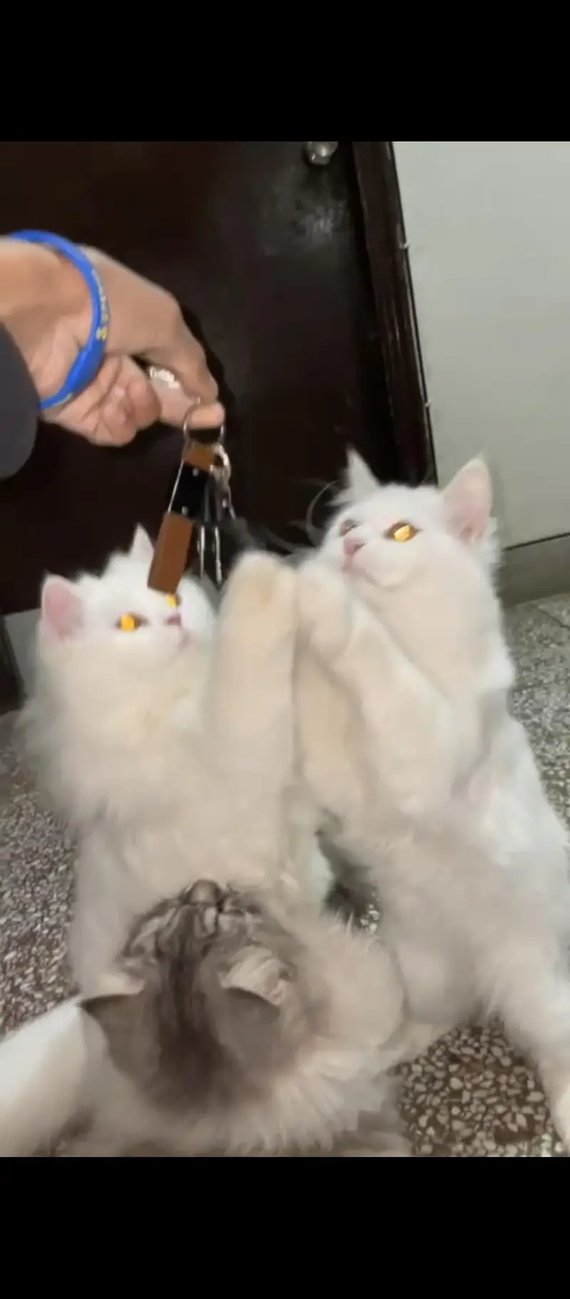 Active & Healthy Persian Male Cats — photo 3