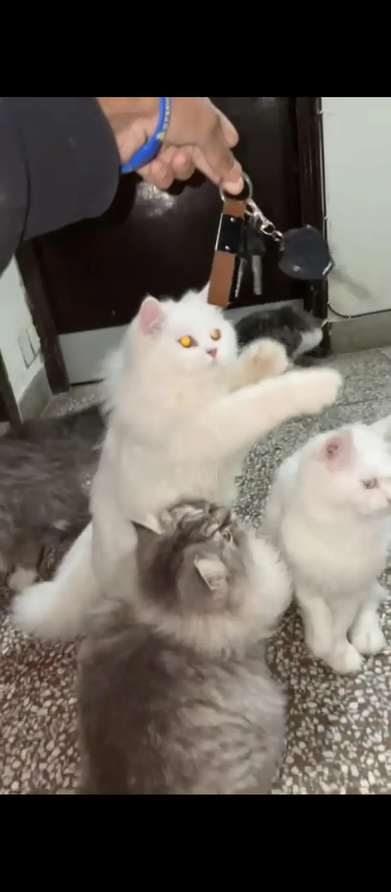 Active & Healthy Persian Male Cats — photo 4