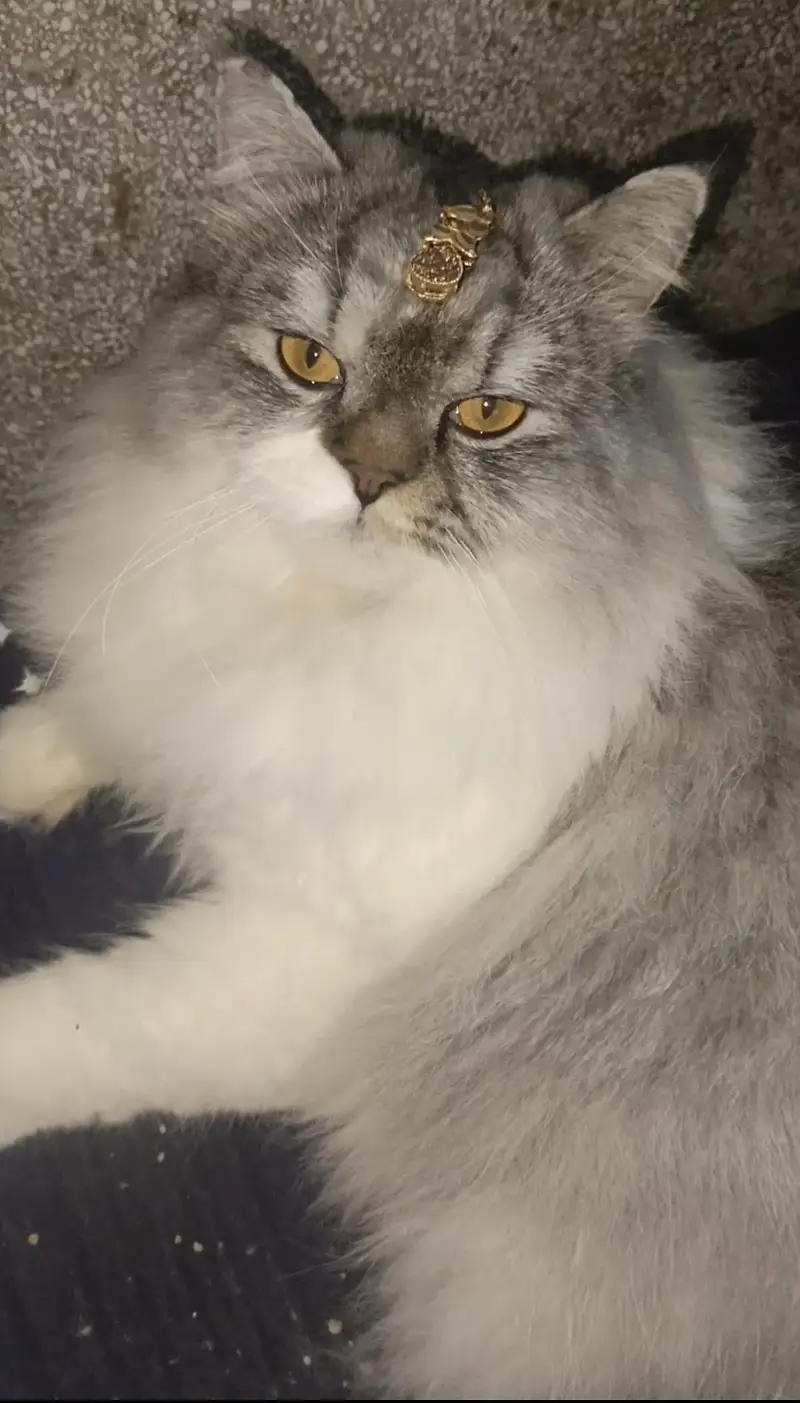Active & Healthy Persian Male Cats — photo 5