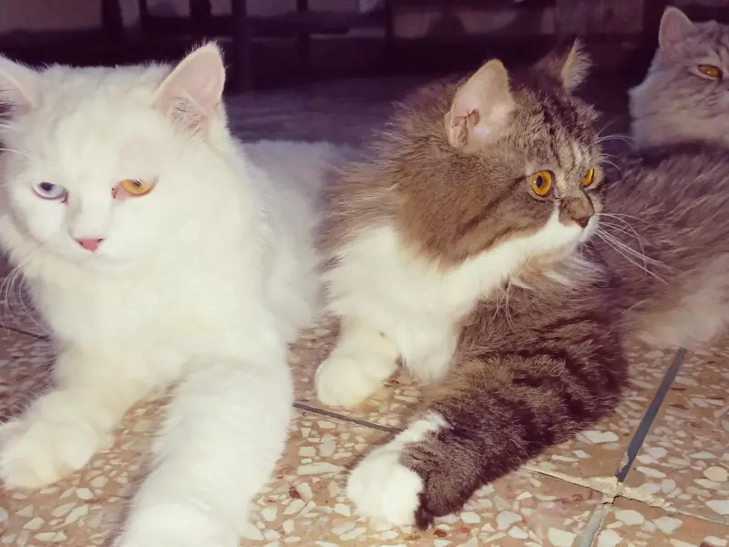 Active & Healthy Persian Male Cats — photo 6