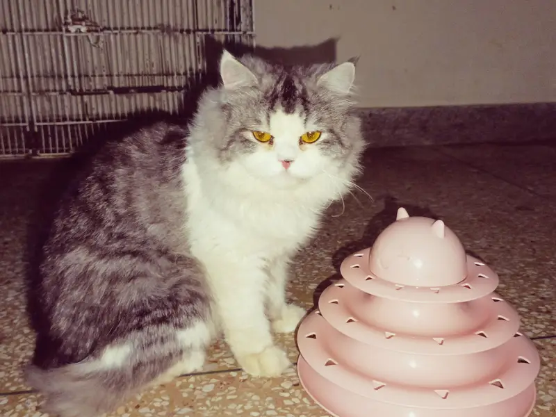 Active & Healthy Persian Male Cats — photo 7