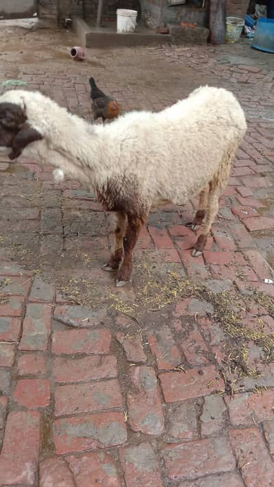 ak sheep our Sath ous ka bacha far sale