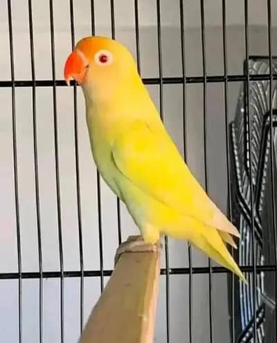 Top Quality Creamino Breeder Female With DNA For Sale !!