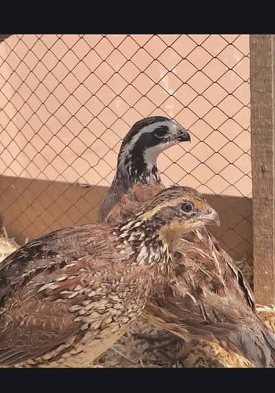 Bob White Quail Pair