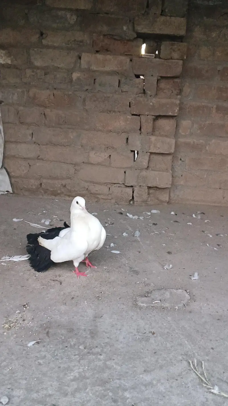 Fancy pigeon