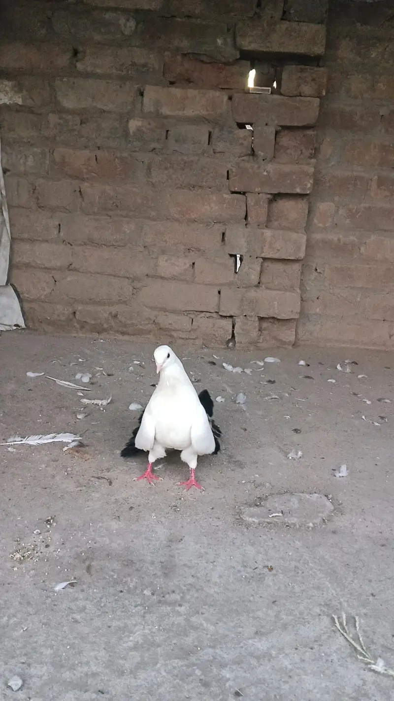 Fancy pigeon — photo 2
