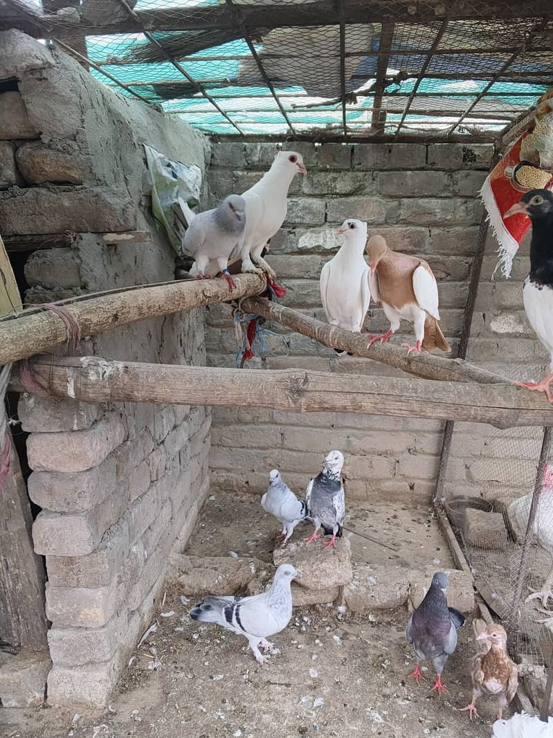 Fancy pigeon 2