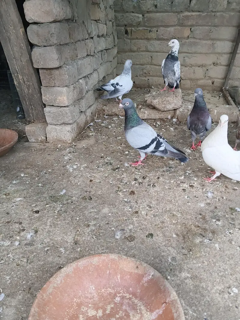 Fancy pigeon — photo 4