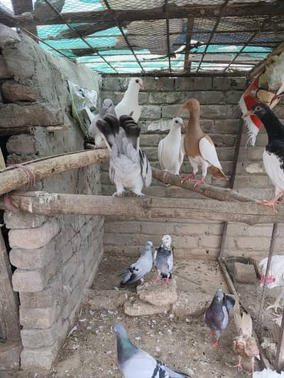 Fancy pigeon