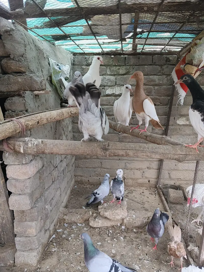 Fancy pigeon — photo 5