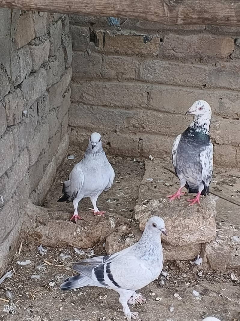 Fancy pigeon 5