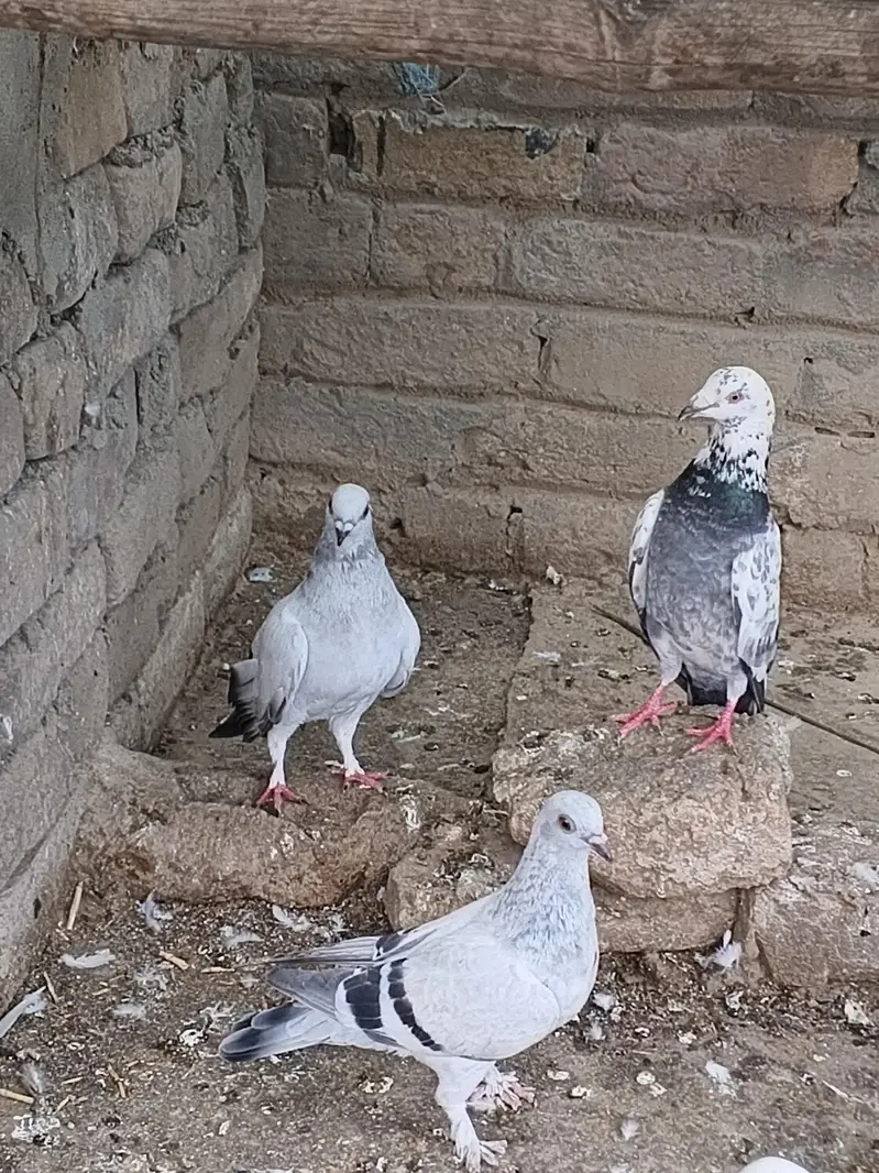 Fancy pigeon — photo 6