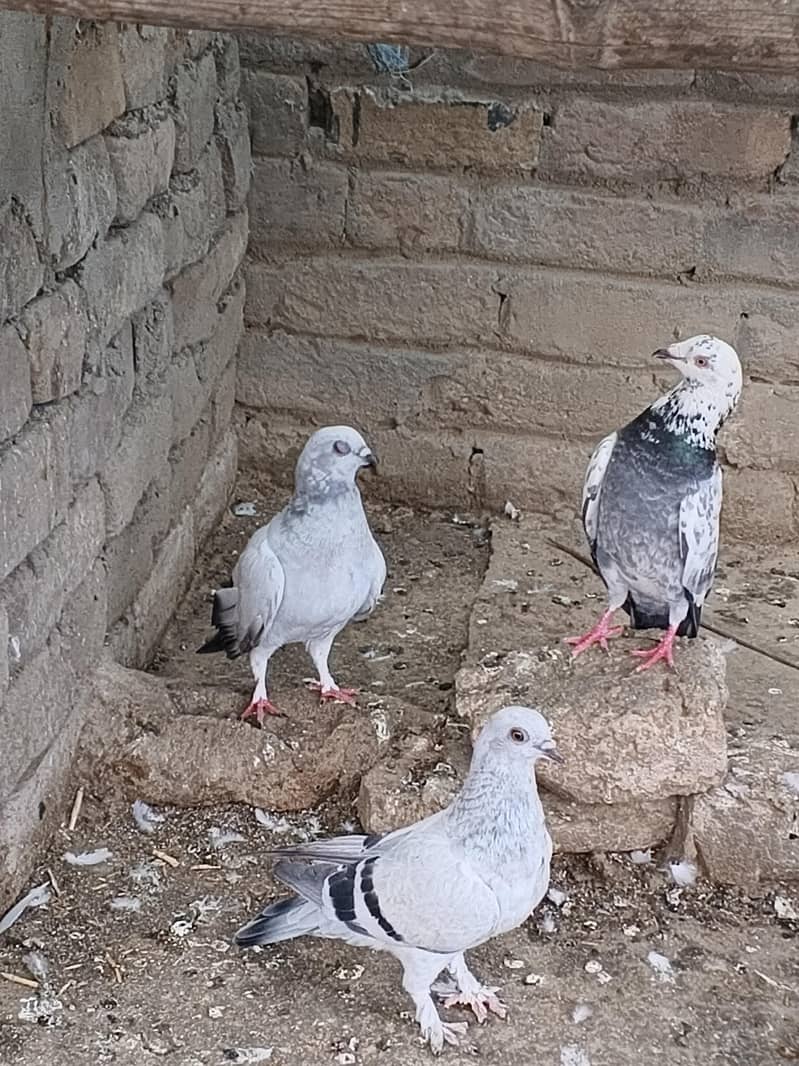 Fancy pigeon 6
